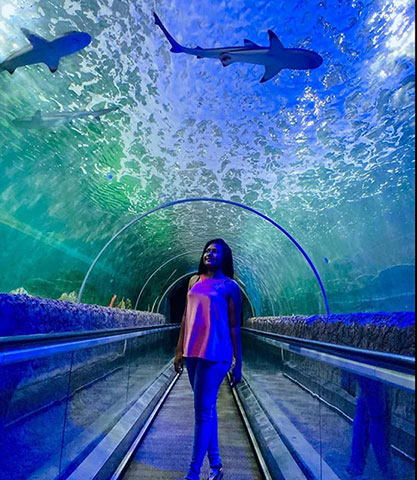 under-water-tunnel-shark