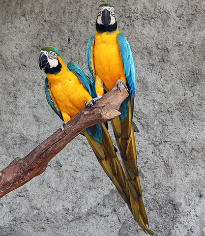 water world bird park-parrots
