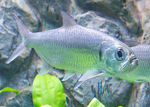 Indo-pacific Tarpon