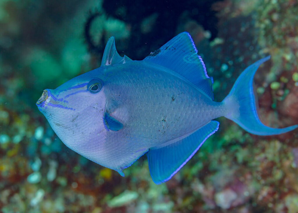 Red-tooth Triggerfish