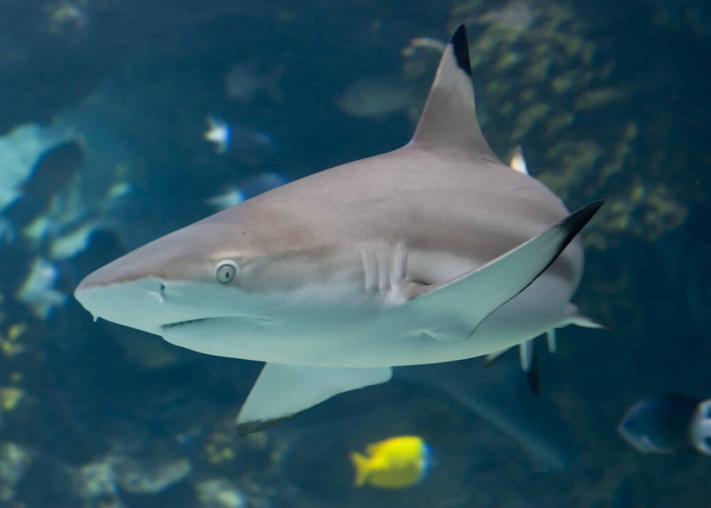 Blacktip Shark