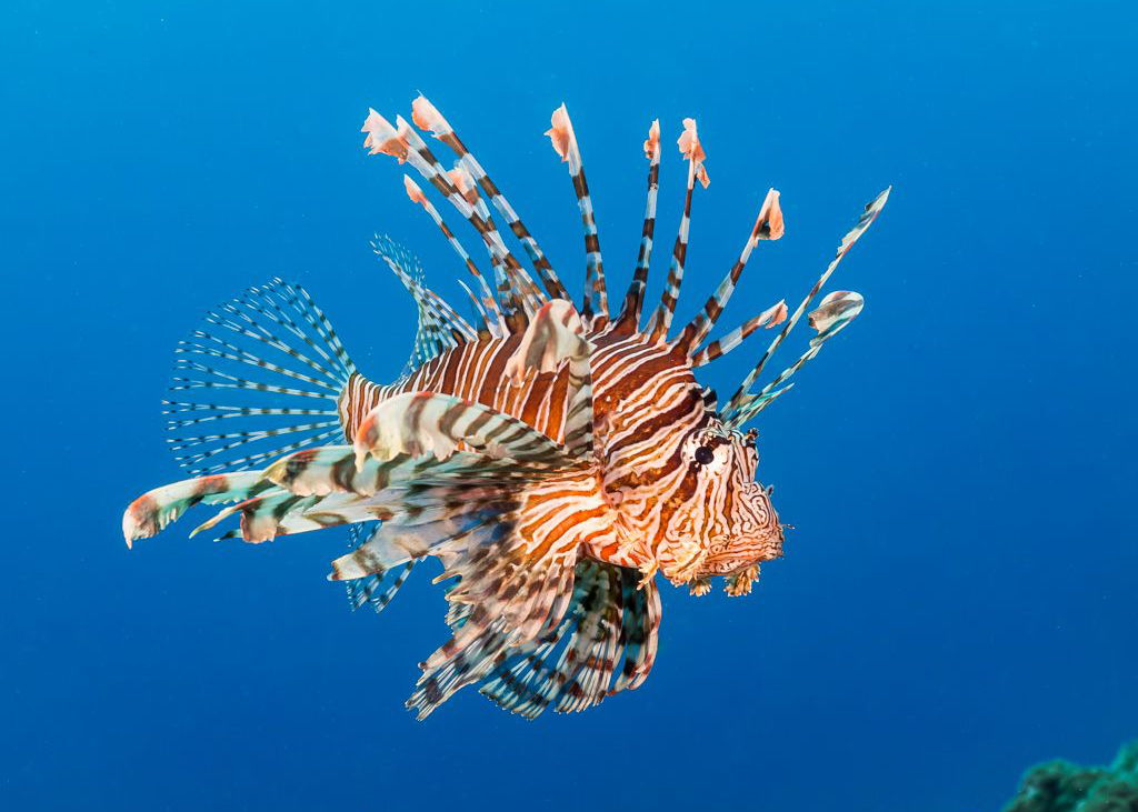 Lionfish